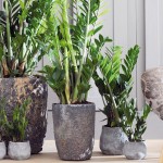 Zamioculcas – Tenacia e soddisfazione all’ennesima potenza