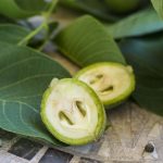 Il nocino – Una gustosa stregoneria